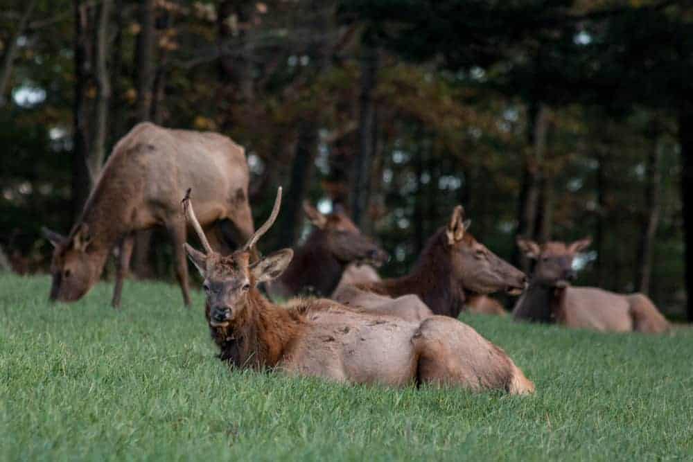 Elk-in-Elk-County